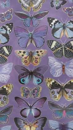 a bunch of butterflies on a purple background