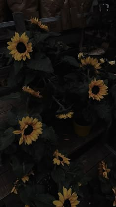 the sunflowers are blooming in pots on the table