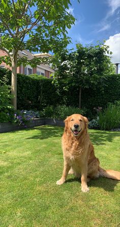 a large brown dog sitting on top of a lush green field