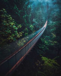 a suspension bridge in the middle of a forest with fog hanging from it's sides