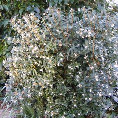 a bush with white flowers and green leaves in front of some bushes on the ground