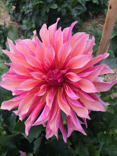 a large pink flower with green leaves in the background