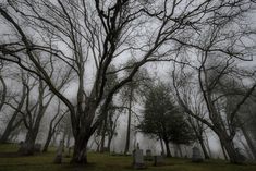 trees and headstones on a foggy day