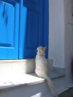 a white cat sitting on the steps looking up at an open blue door with shutters