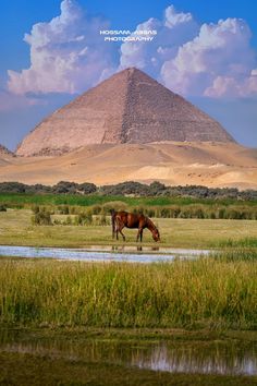 a horse standing in the middle of a field next to a river and a large pyramid