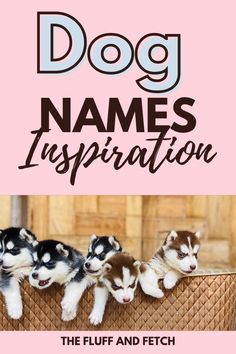 three puppies in a basket with the words dog names inspiration on top of it