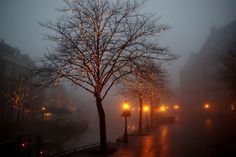 a tree that is sitting in the middle of a street with some lights on it