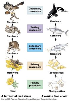 an image of different types of animals and their names in spanish, with the corresponding words below