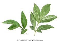 two green leaves on a white background with clipping for the top and bottom corner