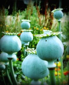 some very pretty blue flowers in the grass