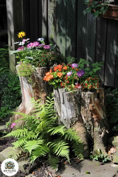 some very pretty flowers in a big stump