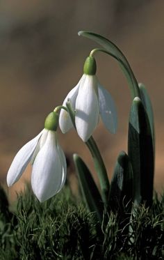 two white flowers with green stems in the grass