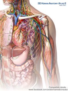 an image of the human anatomy atlas 2