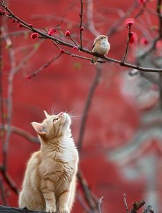 a cat sitting on top of a roof next to a tree with red berries hanging from it's branches