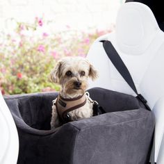 a small dog sitting in the back seat of a car wearing a harness and looking at the camera