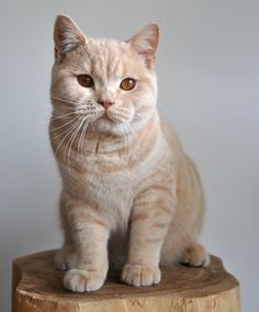 an orange cat sitting on top of a wooden stump looking at the camera with one eye open