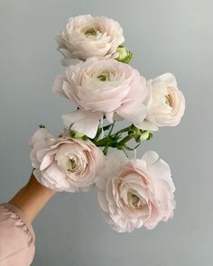 a woman's hand holding pink flowers against a gray background