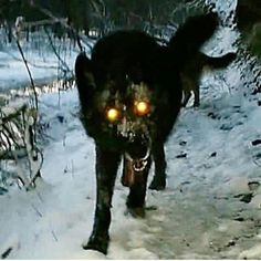 a black dog with glowing eyes walking in the snow