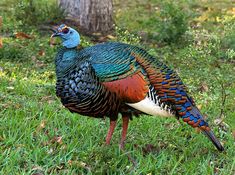 a colorful bird standing in the grass next to a tree