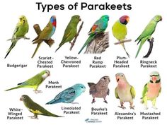 many different types of parakeets are shown in this image with the names below