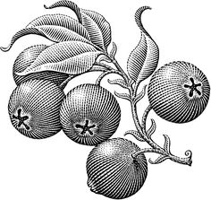 an image of some fruit on a tree branch in black and white, vintage line drawing or engraving illustration