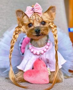 a small dog wearing a dress and holding a pink heart