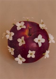 an apple with white flowers on it