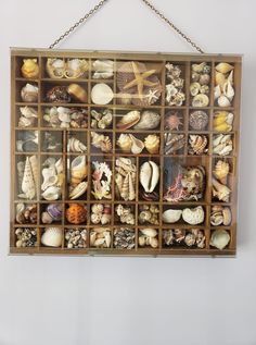 a wooden box filled with lots of different types of seashells hanging on a wall