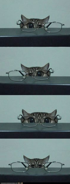 three shelves with glasses on each shelf and one has a cat's head in the middle