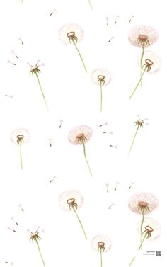 a bunch of dandelions blowing in the wind