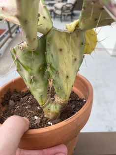 a hand is holding a small cactus in a pot