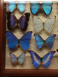 a display case filled with lots of blue butterflies