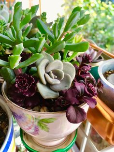 a potted plant sitting on top of a table next to other pots filled with plants