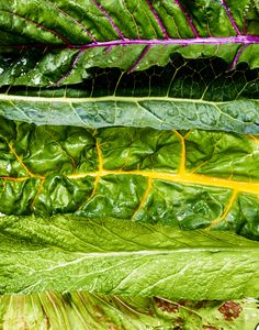 green leafy vegetables with yellow streaks on them