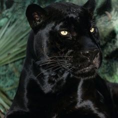 a close up of a black panther with green plants in the background