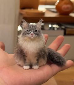 a small kitten sitting on top of someone's hand in front of a table