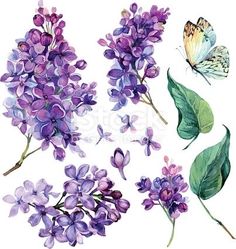 lila flowers and butterflies painted with watercolors on white background, hand drawn illustration