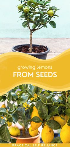 a lemon tree in a pot with the title growing lemons from seeds practical self reliance