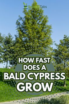 the words how fast does a bald cypress grow? in front of a green tree