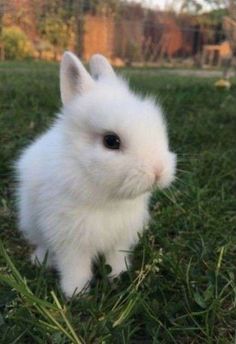 a small white rabbit sitting in the grass