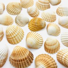 sea shells are arranged on a white surface