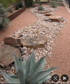 a garden with rocks and succulents in the center, along side a gravel path