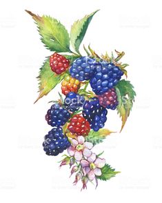 raspberries and other berries with leaves on a white background royalty - art illustration