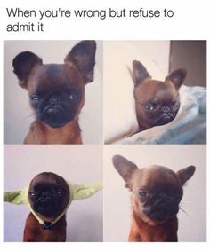 four different pictures of a dog with the caption when you're wrong but refuse to admit it