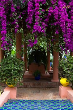 purple flowers are growing on the side of a building in front of a swimming pool