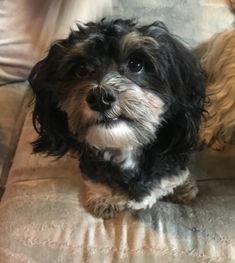 two small dogs are sitting on a couch and one is looking up at the camera