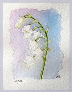 a watercolor painting of a white flower on a blue and purple background with the words'muguett'written below it