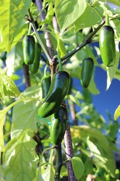 green peppers growing on the branches of a tree