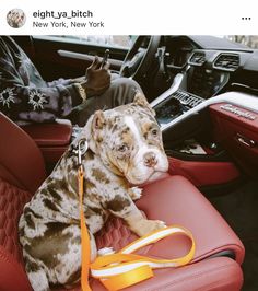 a dog sitting in the driver's seat of a car with a leash on it