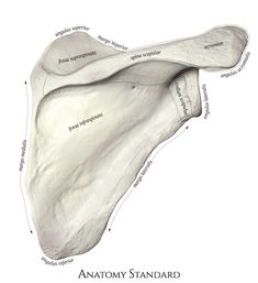 an image of the anatomy of the lower limb and upper limb bones, with labels on each side